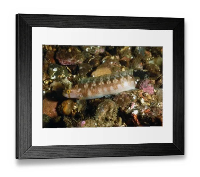 Framed Print : Yarrells Blenny (Chirolophis ascanii) adult, in sea loch, Loch Carron, Ross and Cromarty, Highlands, Scotland, June Framed Print : Yarrells Blenny (Chirolophis ascanii) adult, in sea loch, Loch Carron, Ross and Cromarty, Highlands, Scotland, June