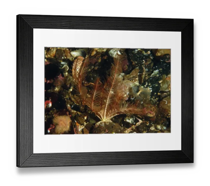 Framed Print : Rosy Feather-star (Antedon bifida) adult, in sea loch, Loch Carron, Ross and Cromarty, Highlands, Scotland, June Framed Print : Rosy Feather-star (Antedon bifida) adult, in sea loch, Loch Carron, Ross and Cromarty, Highlands, Scotland, June