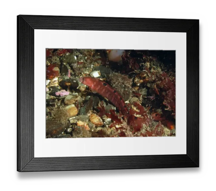 Framed Print : Butterfish (Pholis gunnellus) adult, swimming in sea loch, Loch Carron, Ross and Cromarty, Highlands, Scotland, June Framed Print : Butterfish (Pholis gunnellus) adult, swimming in sea loch, Loch Carron, Ross and Cromarty, Highlands, Scotland, June