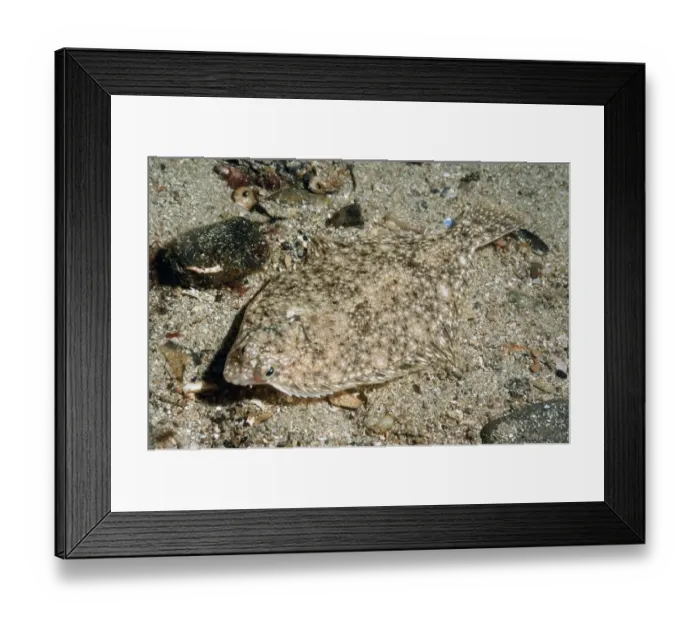 Framed Print : Common Dab (Limanda limanda) adult, camouflaged on sandy seabed in sea loch, Loch Carron, Ross and Cromarty, Highlands Framed Print : Common Dab (Limanda limanda) adult, camouflaged on sandy seabed in sea loch, Loch Carron, Ross and Cromarty, Highlands