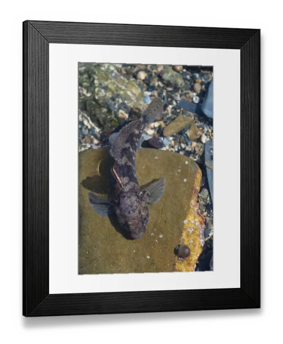 Framed Print : Rock Goby (Gobius paganellus) adult, in rockpool, Falmouth, Cornwall, England, February Framed Print : Rock Goby (Gobius paganellus) adult, in rockpool, Falmouth, Cornwall, England, February