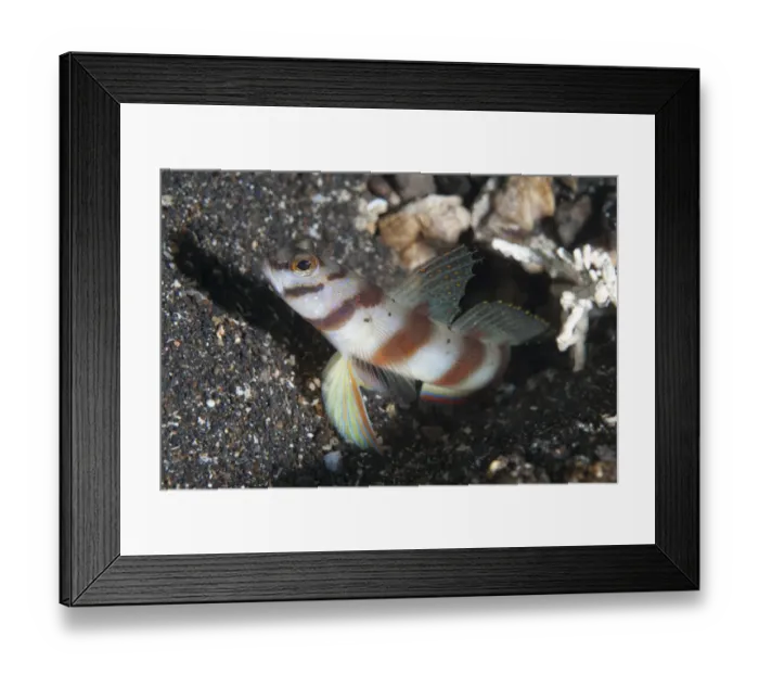 Framed Print : Diagonal Shrimpgoby (Amblyeleotris diagonalis) adult, at hole entrance on black sand, Lembeh Straits, Sulawesi Framed Print : Diagonal Shrimpgoby (Amblyeleotris diagonalis) adult, at hole entrance on black sand, Lembeh Straits, Sulawesi