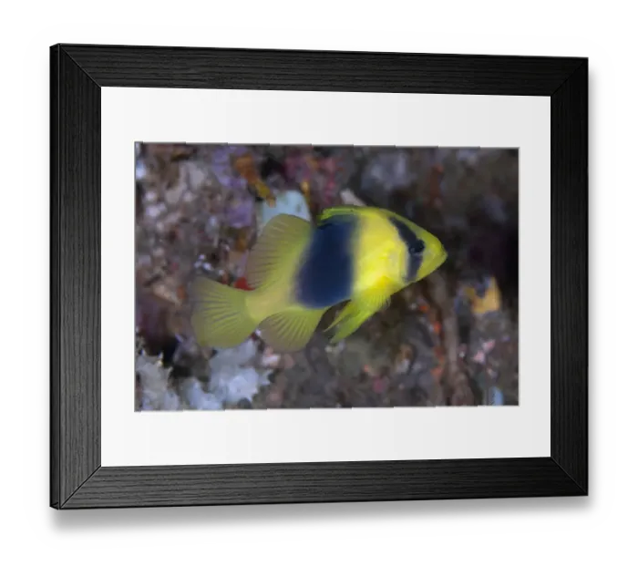 Framed Print : Barred Soapfish (Diploprion bifasciatum) adult, swimming, Lembeh Straits, Sulawesi, Sunda Islands, Indonesia, June Framed Print : Barred Soapfish (Diploprion bifasciatum) adult, swimming, Lembeh Straits, Sulawesi, Sunda Islands, Indonesia, June