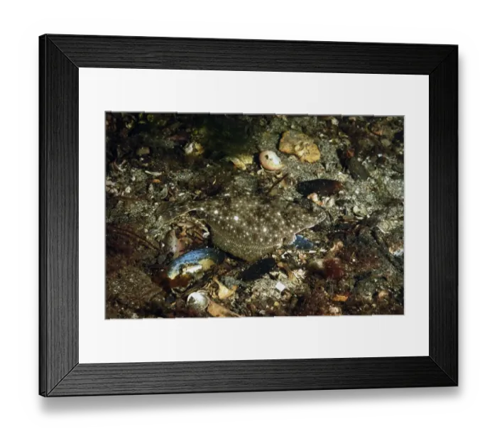 Framed Print : European Plaice (Pleuronectes platessa) adult, on seabed in sea loch, Loch Carron, Ross and Cromarty, Highlands Framed Print : European Plaice (Pleuronectes platessa) adult, on seabed in sea loch, Loch Carron, Ross and Cromarty, Highlands