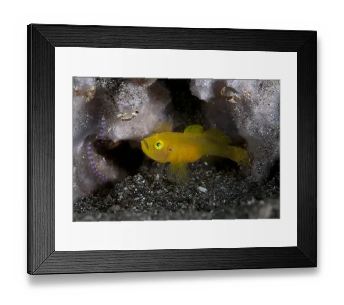 Framed Print : Ornate Slippery Goby (Lubricogobius ornatus) adult, on black sand beside coral, Lembeh Straits, Sulawesi