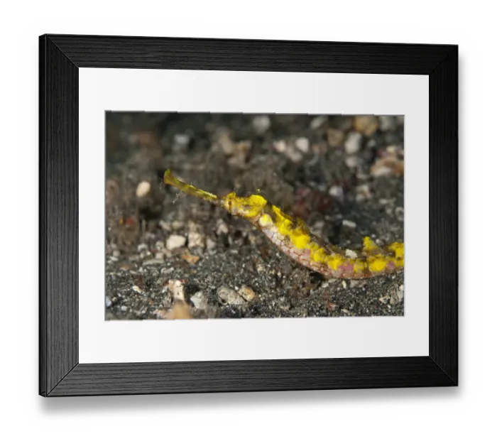 Framed Print : Ornate Pipefish (Halicampus macrorhynchus) adult, close-up of head, on black sand, Lembeh Straits, Sulawesi Framed Print : Ornate Pipefish (Halicampus macrorhynchus) adult, close-up of head, on black sand, Lembeh Straits, Sulawesi