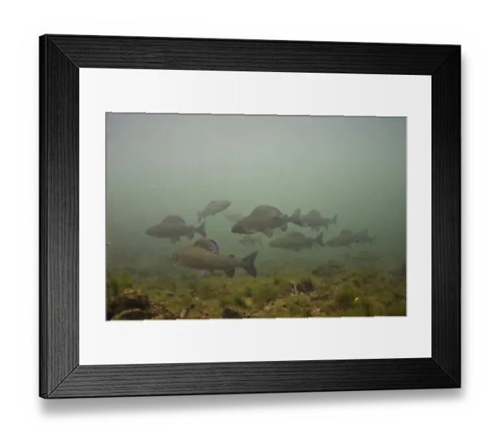 Framed Print : Grayling (Thymallus thymallus) adults, shoal swimming in river, River Derwent, Derbyshire, England, September Framed Print : Grayling (Thymallus thymallus) adults, shoal swimming in river, River Derwent, Derbyshire, England, September
