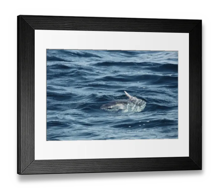 Framed Print : Ocean Sunfish (Mola mola) adult, swimming with dorsal fin at surface of water, Penzance, Cornwall, England, June Framed Print : Ocean Sunfish (Mola mola) adult, swimming with dorsal fin at surface of water, Penzance, Cornwall, England, June