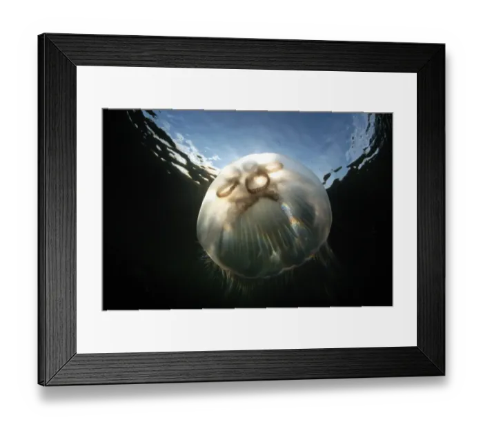 Framed Print : Common Jellyfish (Aurelia aurita) adult, swimming near surface in sea loch, Loch Carron, Ross and Cromarty, Highlands Framed Print : Common Jellyfish (Aurelia aurita) adult, swimming near surface in sea loch, Loch Carron, Ross and Cromarty, Highlands