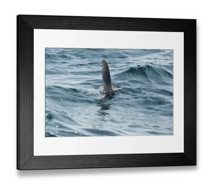 Framed Print : Ocean Sunfish (Mola mola) adult, swimming with dorsal fin at surface of water, Penzance, Cornwall, England, June Framed Print : Ocean Sunfish (Mola mola) adult, swimming with dorsal fin at surface of water, Penzance, Cornwall, England, June