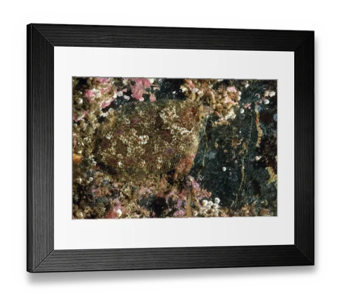 Framed Print : Norwegian Topknot (Phrynorhombus norvegicus) adult, camouflaged in sea loch, Loch Carron, Ross and Cromarty, Highlands Framed Print : Norwegian Topknot (Phrynorhombus norvegicus) adult, camouflaged in sea loch, Loch Carron, Ross and Cromarty, Highlands