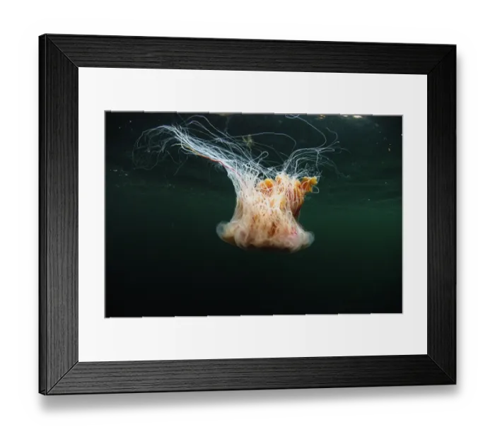 Framed Print : Lions Mane Jellyfish (Cyanea capillata) adult, swimming near surface in sea loch, Loch Carron, Ross and Cromarty Framed Print : Lions Mane Jellyfish (Cyanea capillata) adult, swimming near surface in sea loch, Loch Carron, Ross and Cromarty