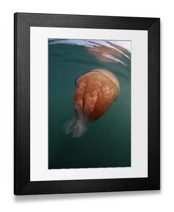 Framed Print : Barrel Jellyfish (Rhizostoma pulmo) adult, swimming near surface, Kimmeridge Bay, Isle of Purbeck, Dorset, England, May