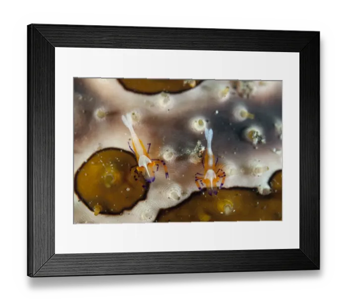 Framed Print : Imperial Shrimp (Periclimenes imperator) adult pair, on Leopard Sea Cucumber (Bohadschia argus), Lembeh Straits Framed Print : Imperial Shrimp (Periclimenes imperator) adult pair, on Leopard Sea Cucumber (Bohadschia argus), Lembeh Straits