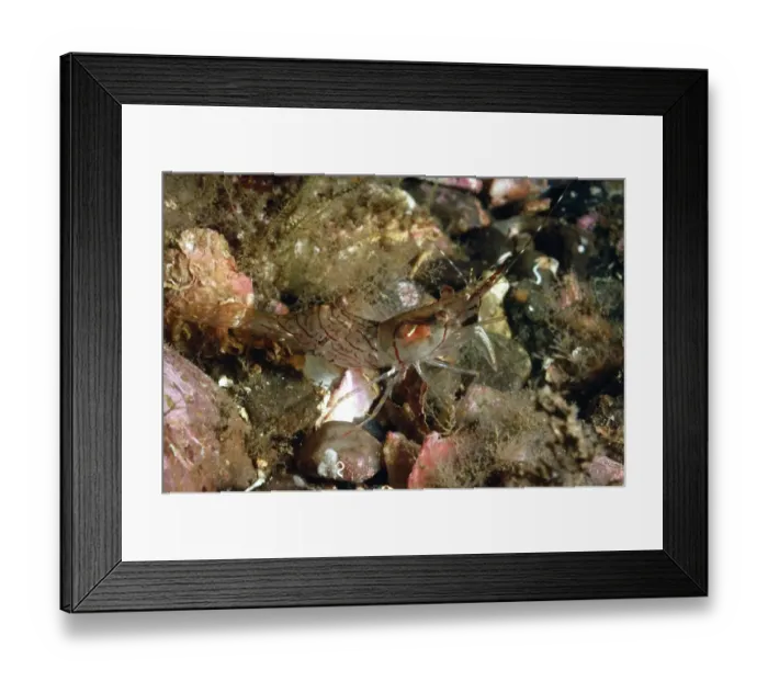 Framed Print : Aesop Shrimp (Pandalus montagui) adult, on seabed in sea loch, Loch Carron, Ross and Cromarty, Highlands, Scotland Framed Print : Aesop Shrimp (Pandalus montagui) adult, on seabed in sea loch, Loch Carron, Ross and Cromarty, Highlands, Scotland