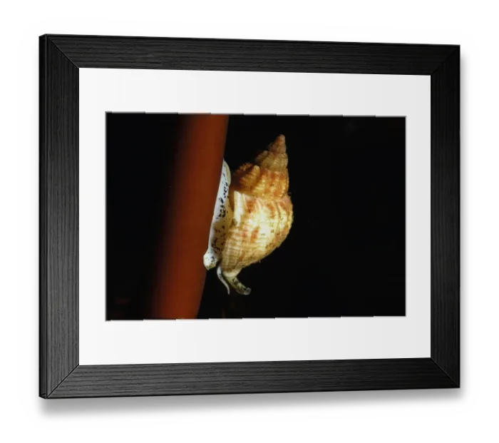 Framed Print : Common Whelk (Buccinum undatum) adult, on kelp stipe in sea loch, Loch Carron, Ross and Cromarty, Highlands, Scotland Framed Print : Common Whelk (Buccinum undatum) adult, on kelp stipe in sea loch, Loch Carron, Ross and Cromarty, Highlands, Scotland