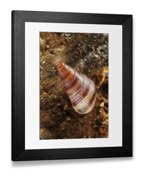 Framed Print : Banded Weedsnail (Cingula trifasciata) adult, under boulder on beach, Kimmeridge Bay, Isle of Purbeck, Dorset, England Framed Print : Banded Weedsnail (Cingula trifasciata) adult, under boulder on beach, Kimmeridge Bay, Isle of Purbeck, Dorset, England