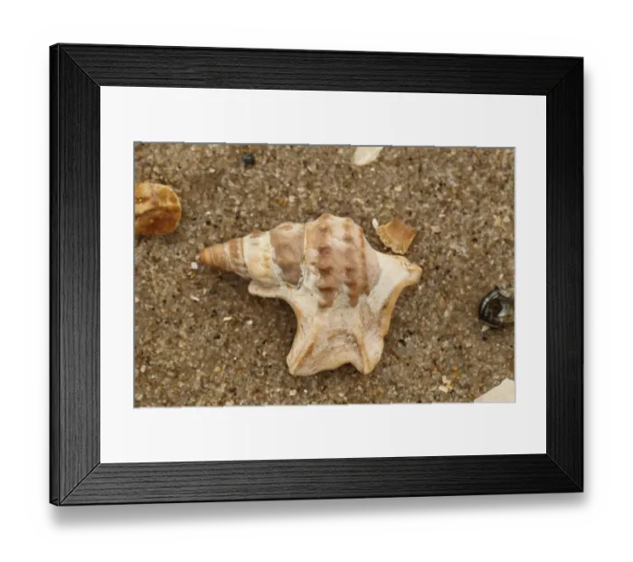 Framed Print : Pelicans Foot Shell (Aporrhais pespelecani) empty shell, washed up on beach, Studland, Isle of Purbeck, Dorset Framed Print : Pelicans Foot Shell (Aporrhais pespelecani) empty shell, washed up on beach, Studland, Isle of Purbeck, Dorset