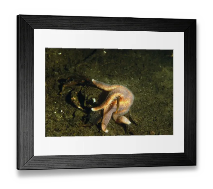 Framed Print : Common Starfish (Asterias rubens) adult, feeding on dead crab in sea loch, Loch Fyne, Argyll and Bute, Scotland, June