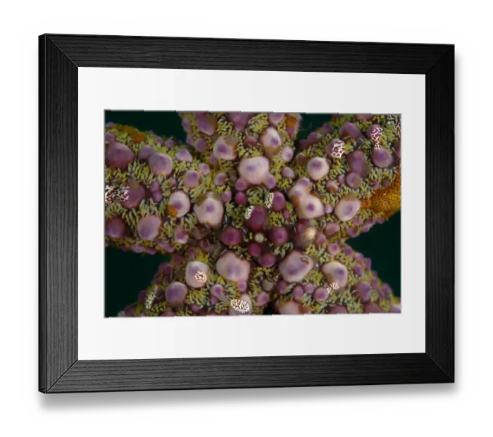 Framed Print : Warty Starfish (Echinaster callosus) adult, close-up of central disc, Lembeh Straits, Sulawesi, Sunda Islands Framed Print : Warty Starfish (Echinaster callosus) adult, close-up of central disc, Lembeh Straits, Sulawesi, Sunda Islands