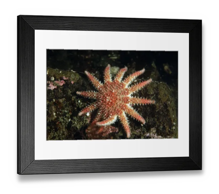 Framed Print : Common Sunstar (Crossaster papposus) adult, in sea loch, Loch Carron, Ross and Cromarty, Highlands, Scotland, June Framed Print : Common Sunstar (Crossaster papposus) adult, in sea loch, Loch Carron, Ross and Cromarty, Highlands, Scotland, June