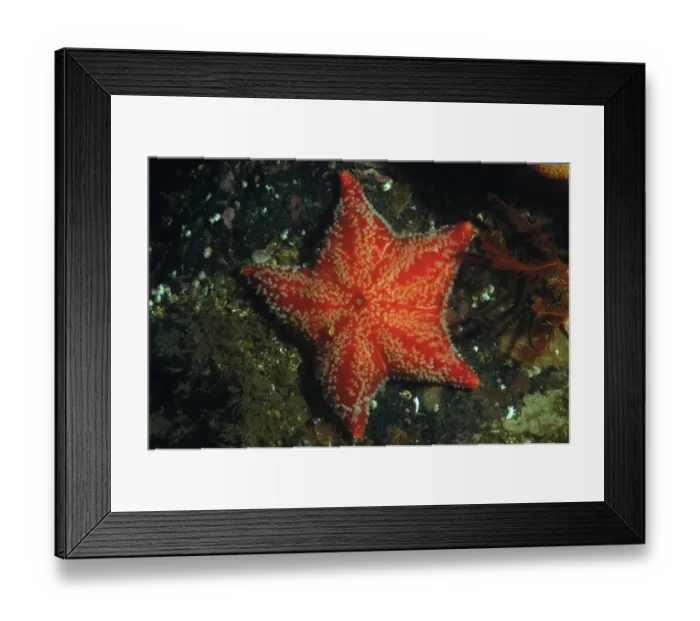 Framed Print : Red Cushion Star (Porania pulvillus) adult, in sea loch, Loch Carron, Ross and Cromarty, Highlands, Scotland, June