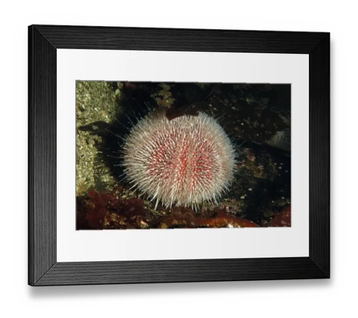 Framed Print : European Edible Sea Urchin (Echinus esculentus) adult, amongst kelp in sea loch, Loch Carron, Ross and Cromarty Framed Print : European Edible Sea Urchin (Echinus esculentus) adult, amongst kelp in sea loch, Loch Carron, Ross and Cromarty