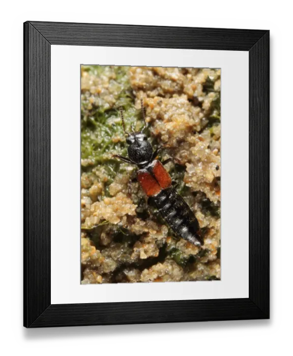 Framed Print : Magnificent Salt Beetle (Bledius spectabilis) adult, burrowing in sand, Fleet Lagoon, Chesil Beach, Dorset, England Framed Print : Magnificent Salt Beetle (Bledius spectabilis) adult, burrowing in sand, Fleet Lagoon, Chesil Beach, Dorset, England