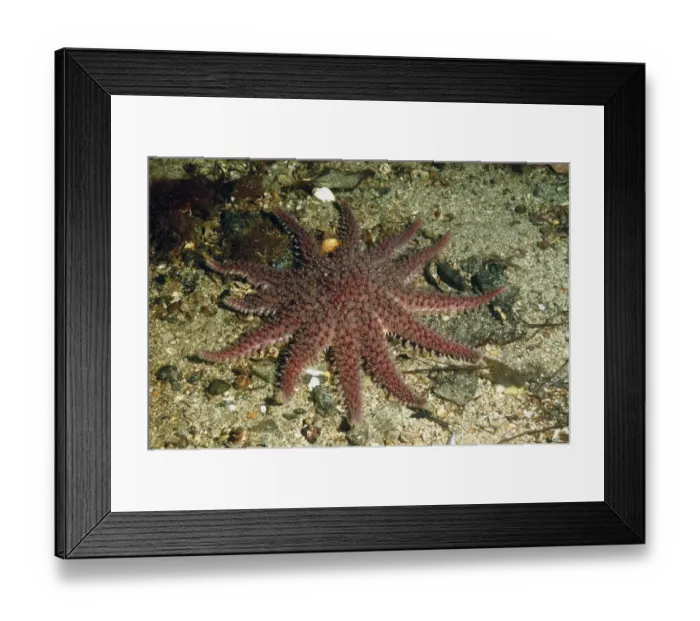 Framed Print : Purple Sunstar (Solaster endeca) adult, on seabed in sea loch, Loch Carron, Ross and Cromarty, Highlands, Scotland Framed Print : Purple Sunstar (Solaster endeca) adult, on seabed in sea loch, Loch Carron, Ross and Cromarty, Highlands, Scotland