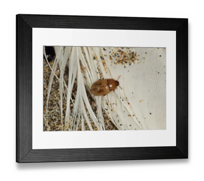 Framed Print : Strandline Beetle (Phaleria cadaverina) adult, amongst feathers of dead Northern Gannet (Morus bassanus) on beach Framed Print : Strandline Beetle (Phaleria cadaverina) adult, amongst feathers of dead Northern Gannet (Morus bassanus) on beach
