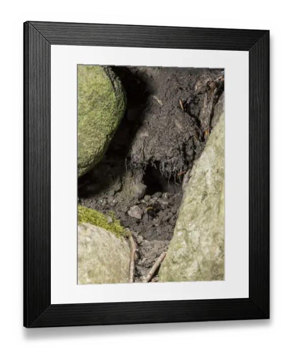 Framed Print : Bumblebee (Bombus sp. ) nest, in stone garden wall, Chipping, Lancashire, England, July Framed Print : Bumblebee (Bombus sp. ) nest, in stone garden wall, Chipping, Lancashire, England, July