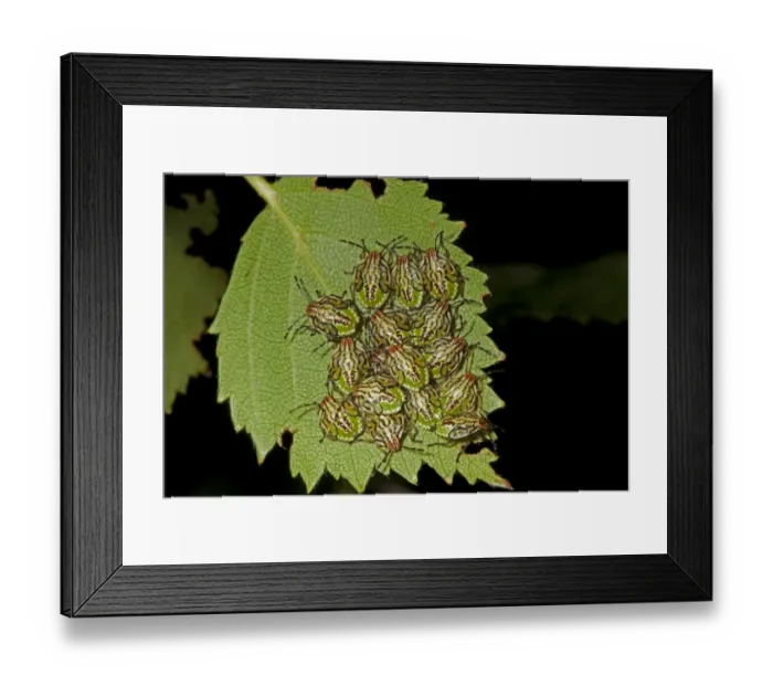 Framed Print : Parent Bug (Elasmucha grisea) nymphs, clustered together on leaf, Norfolk, England, July Framed Print : Parent Bug (Elasmucha grisea) nymphs, clustered together on leaf, Norfolk, England, July