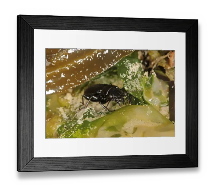 Framed Print : Large-headed Ground Beetle (Broscus cephalotes) adult, amongst debris on beach strandline, Studland, Isle of Purbeck Framed Print : Large-headed Ground Beetle (Broscus cephalotes) adult, amongst debris on beach strandline, Studland, Isle of Purbeck