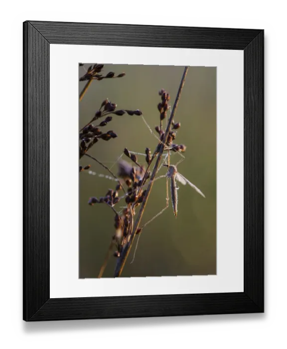 Framed Print : Cranefly (Tipula oleracea) adult, resting on stem, covered in dew at sunrise, Elmley N. N. R Framed Print : Cranefly (Tipula oleracea) adult, resting on stem, covered in dew at sunrise, Elmley N. N. R