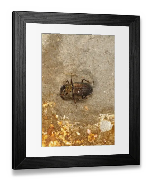 Framed Print : Water Beetle (Ochthebius lejolisii) adult, in shallow rockpool, Charnel, Kimmeridge Bay, Isle of Purbeck, Dorset Framed Print : Water Beetle (Ochthebius lejolisii) adult, in shallow rockpool, Charnel, Kimmeridge Bay, Isle of Purbeck, Dorset