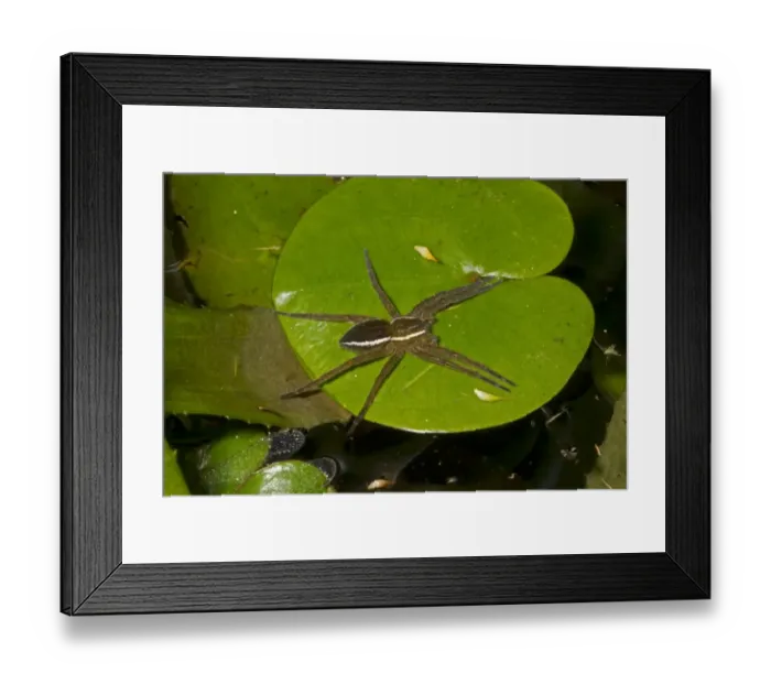 Framed Print : Fen Raft Spider (Dolomedes plantarius) adult, awaiting prey on frogbit leaf, at broadland relocation site, The Broads