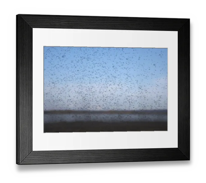 Framed Print : Midge (Tanytarsus gracilentus) adults, swarm in flight, Lake Myvatn, Iceland, June Framed Print : Midge (Tanytarsus gracilentus) adults, swarm in flight, Lake Myvatn, Iceland, June