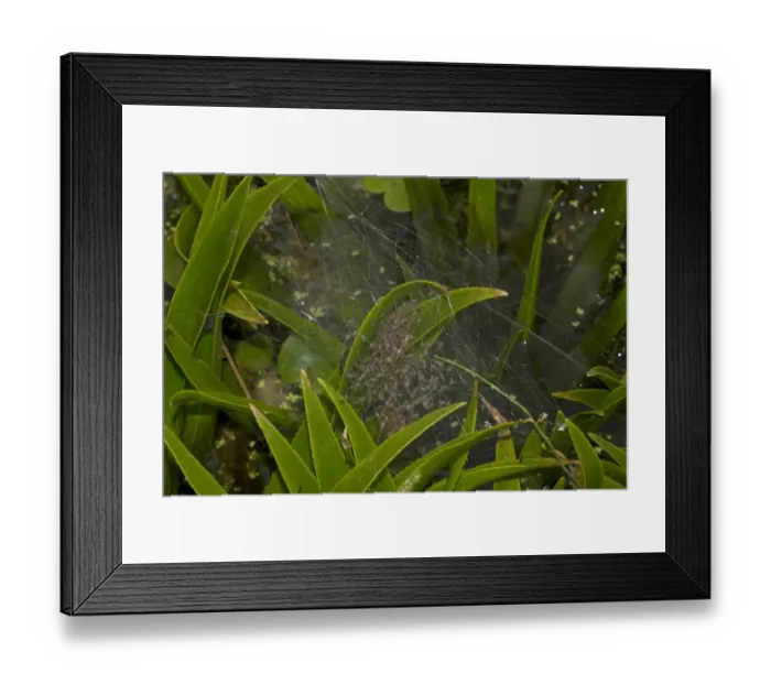 Framed Print : Fen Raft Spider (Dolomedes plantarius) babies, in summer nursery web, at broadland relocation site, The Broads Framed Print : Fen Raft Spider (Dolomedes plantarius) babies, in summer nursery web, at broadland relocation site, The Broads