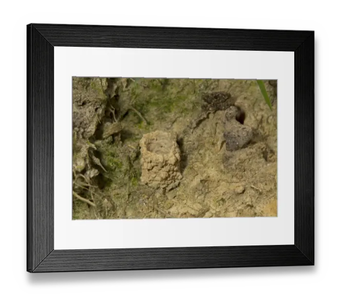 Framed Print : Fen Mason Wasp (Odynerus simillimus) nest chimney, Sutton Fen RSPB Reserve, The Broads, Norfolk, England, July Framed Print : Fen Mason Wasp (Odynerus simillimus) nest chimney, Sutton Fen RSPB Reserve, The Broads, Norfolk, England, July