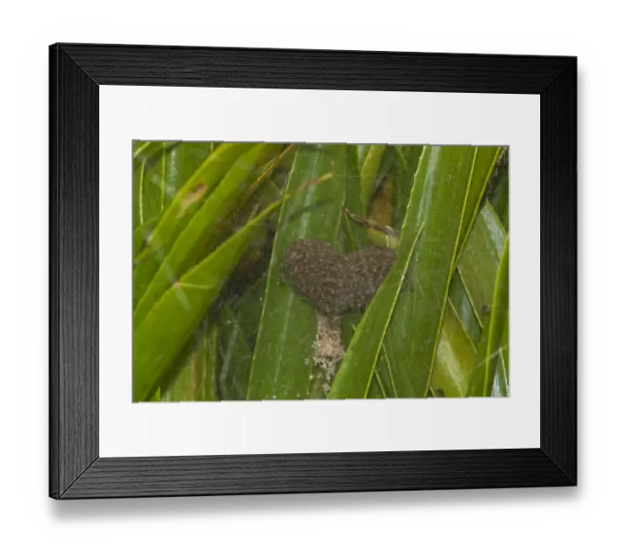 Framed Print : Fen Raft Spider (Dolomedes plantarius) babies, in summer nursery web, at broadland relocation site, The Broads Framed Print : Fen Raft Spider (Dolomedes plantarius) babies, in summer nursery web, at broadland relocation site, The Broads