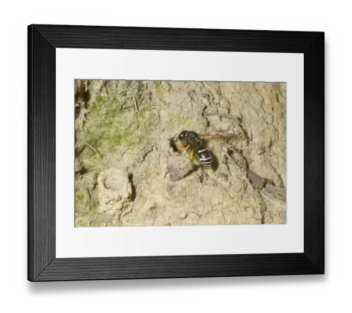 Framed Print : Fen Mason Wasp (Odynerus simillimus) adult, taking prey to nest chamber, Sutton Fen RSPB Reserve, The Broads, Norfolk Framed Print : Fen Mason Wasp (Odynerus simillimus) adult, taking prey to nest chamber, Sutton Fen RSPB Reserve, The Broads, Norfolk