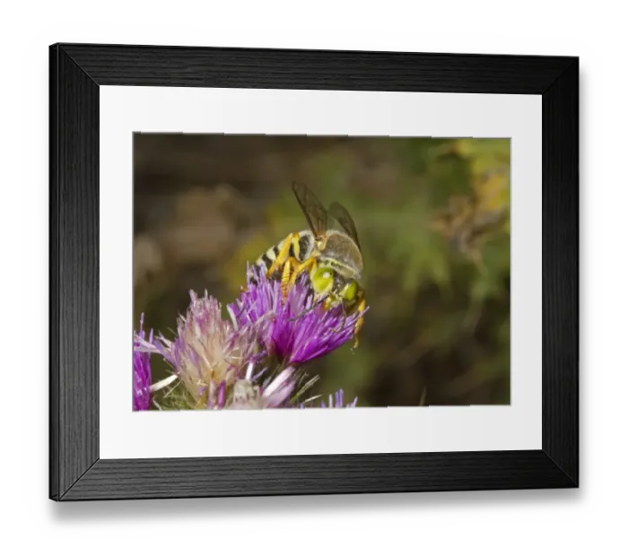 Framed Print : Sand Wasp (Bembix rostrata) adult, feeding on thistle flower, Castilla y Leon, Spain, May Framed Print : Sand Wasp (Bembix rostrata) adult, feeding on thistle flower, Castilla y Leon, Spain, May