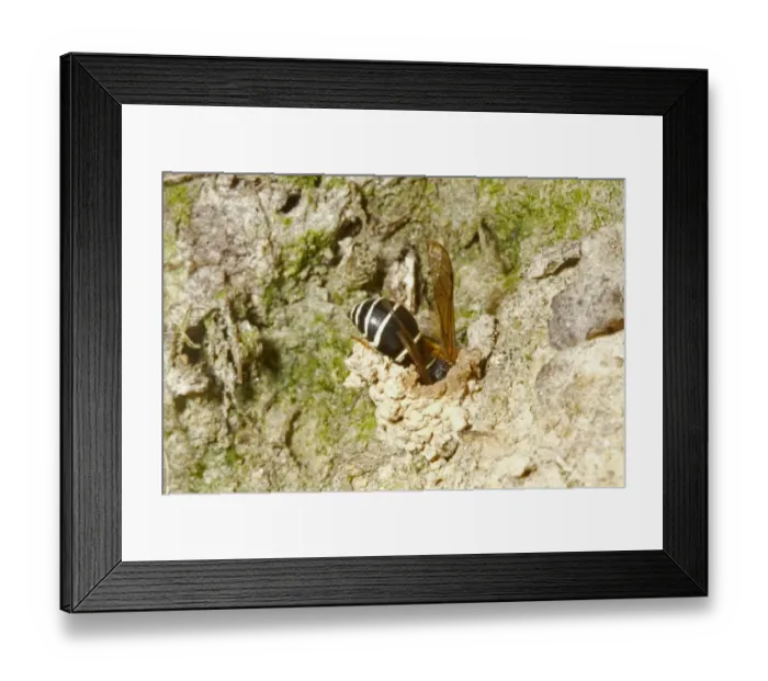 Framed Print : Fen Mason Wasp (Odynerus simillimus) adult, entering nest chimney, Sutton Fen RSPB Reserve, The Broads, Norfolk Framed Print : Fen Mason Wasp (Odynerus simillimus) adult, entering nest chimney, Sutton Fen RSPB Reserve, The Broads, Norfolk