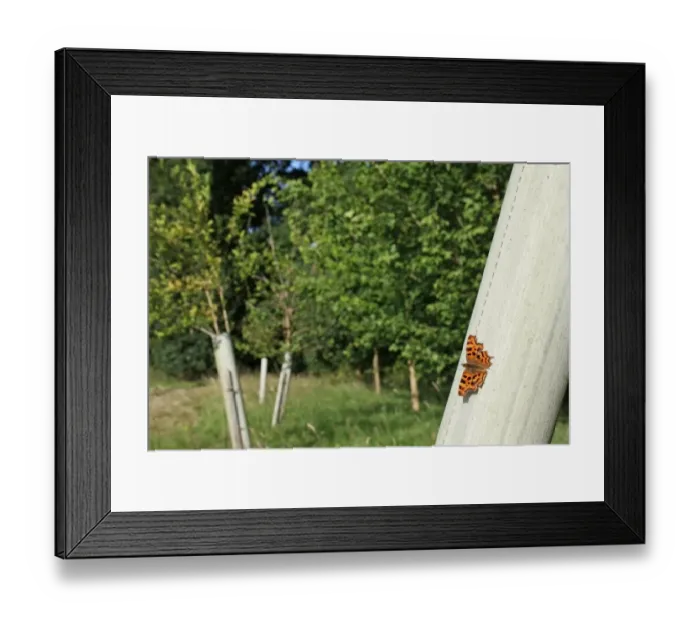 Framed Print : Comma (Polygonia c-album) adult, sunning on plastic sleeve protecting tree sapling, in new Millenium woodland Framed Print : Comma (Polygonia c-album) adult, sunning on plastic sleeve protecting tree sapling, in new Millenium woodland