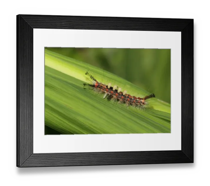 Framed Print : Common Vapourer (Orgyia antiqua) caterpillar, on leaf in garden, Wisbech, Cambridgeshire, England, June