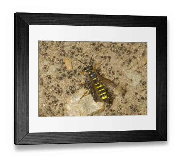 Framed Print : Weevil Wasp (Cerceris arenaria) adult, with beetle prey, Kelling Heath, Norfolk, England, July