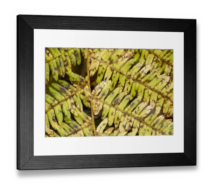 Framed Print : Bracken (Pteridium aquilinum) close-up of frond, changing to autumn colour, Kent, England, October Framed Print : Bracken (Pteridium aquilinum) close-up of frond, changing to autumn colour, Kent, England, October
