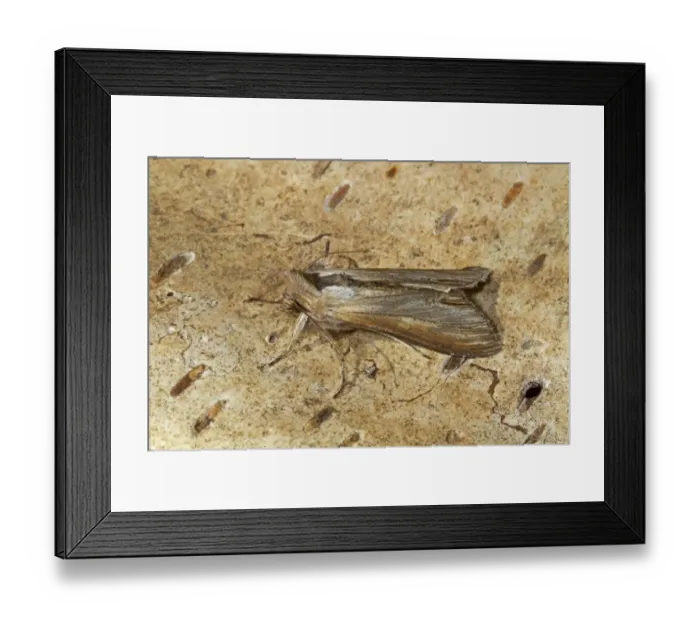 Framed Print : Star-wort Moth (Cucullia asteris) adult, resting on bark, Cley-next-the-sea, Norfolk, England, July
