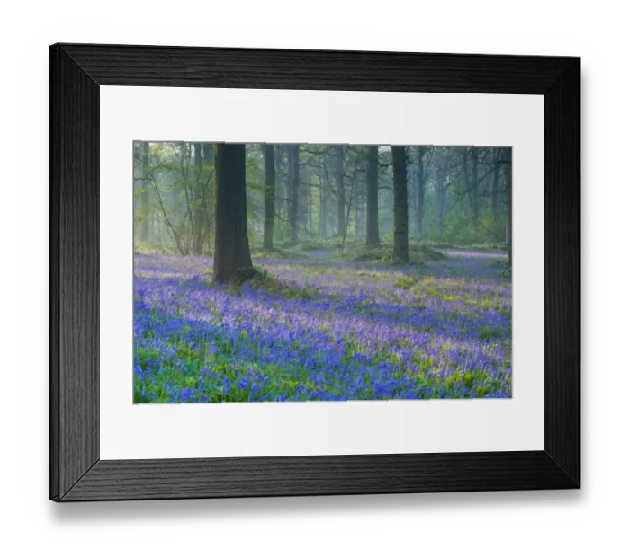 Framed Print : Bluebell (Endymion non-scriptus) flowering mass, growing in oak woodland habitat at dawn, Norfolk, England, April Framed Print : Bluebell (Endymion non-scriptus) flowering mass, growing in oak woodland habitat at dawn, Norfolk, England, April