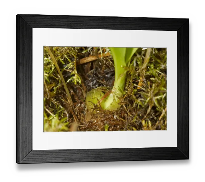Framed Print : Fen Orchid (Liparis loeselii) showing bulb, Sutton Fen RSPB Reserve, The Broads, Norfolk, England, July Framed Print : Fen Orchid (Liparis loeselii) showing bulb, Sutton Fen RSPB Reserve, The Broads, Norfolk, England, July